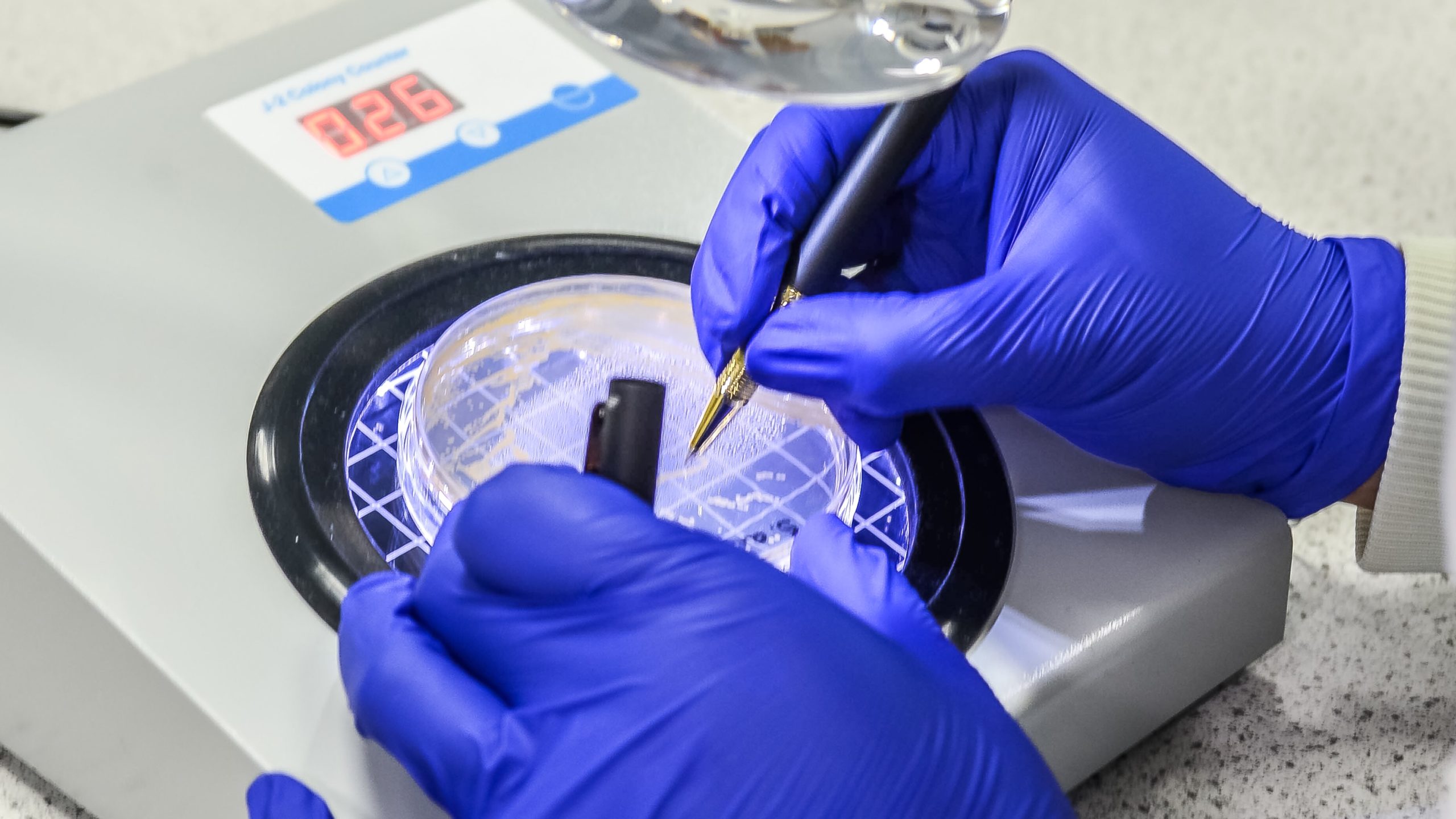 Byotrol microbiologist counting microbial colonies on an agar plate following test